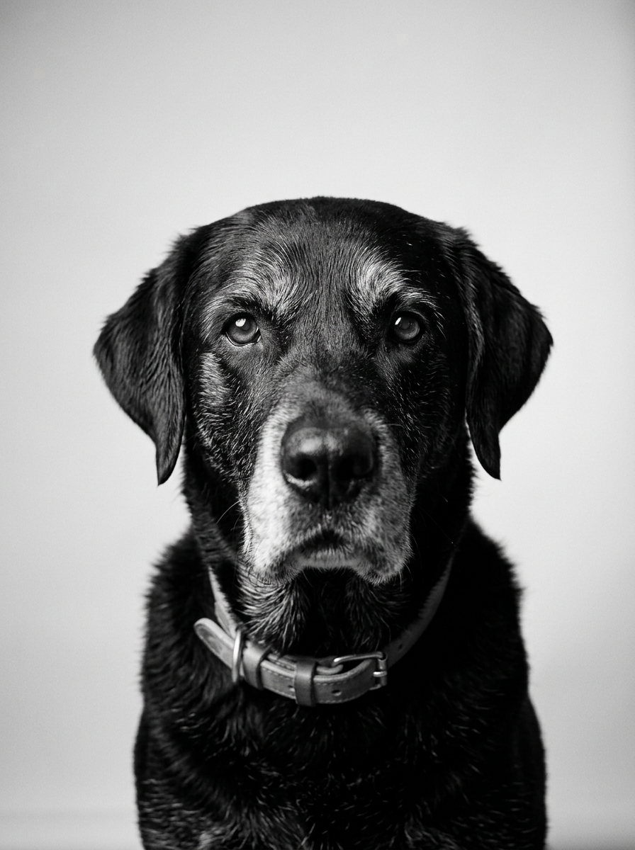 Diego — Hund des Gründers